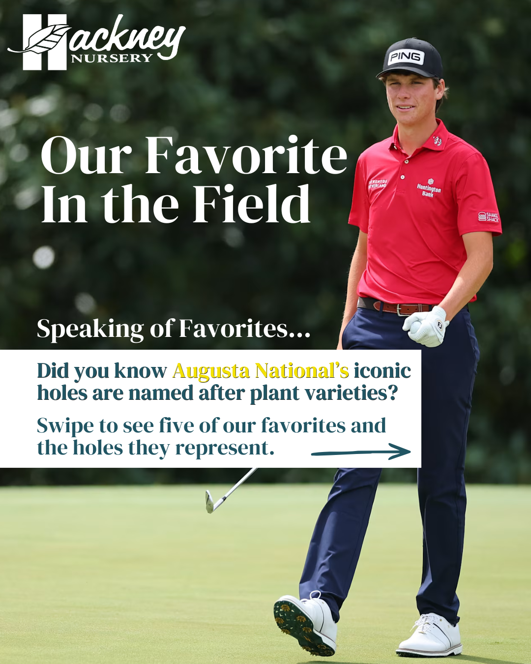 Hackney Nursery - Augusta National Plants