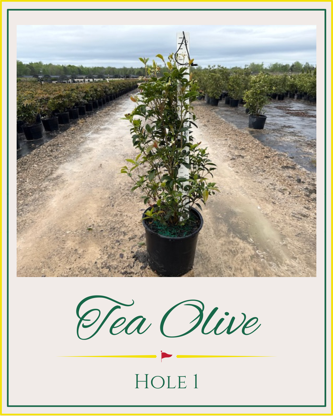 Hackney Nursery - Augusta National Plants