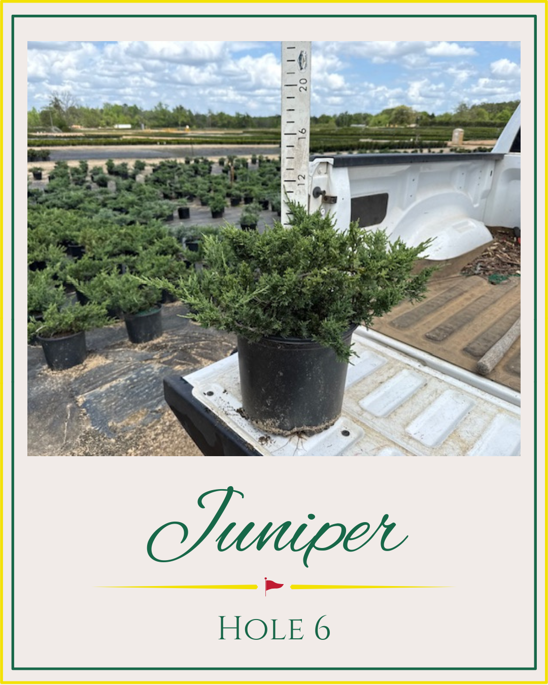 Hackney Nursery - Augusta National Plants