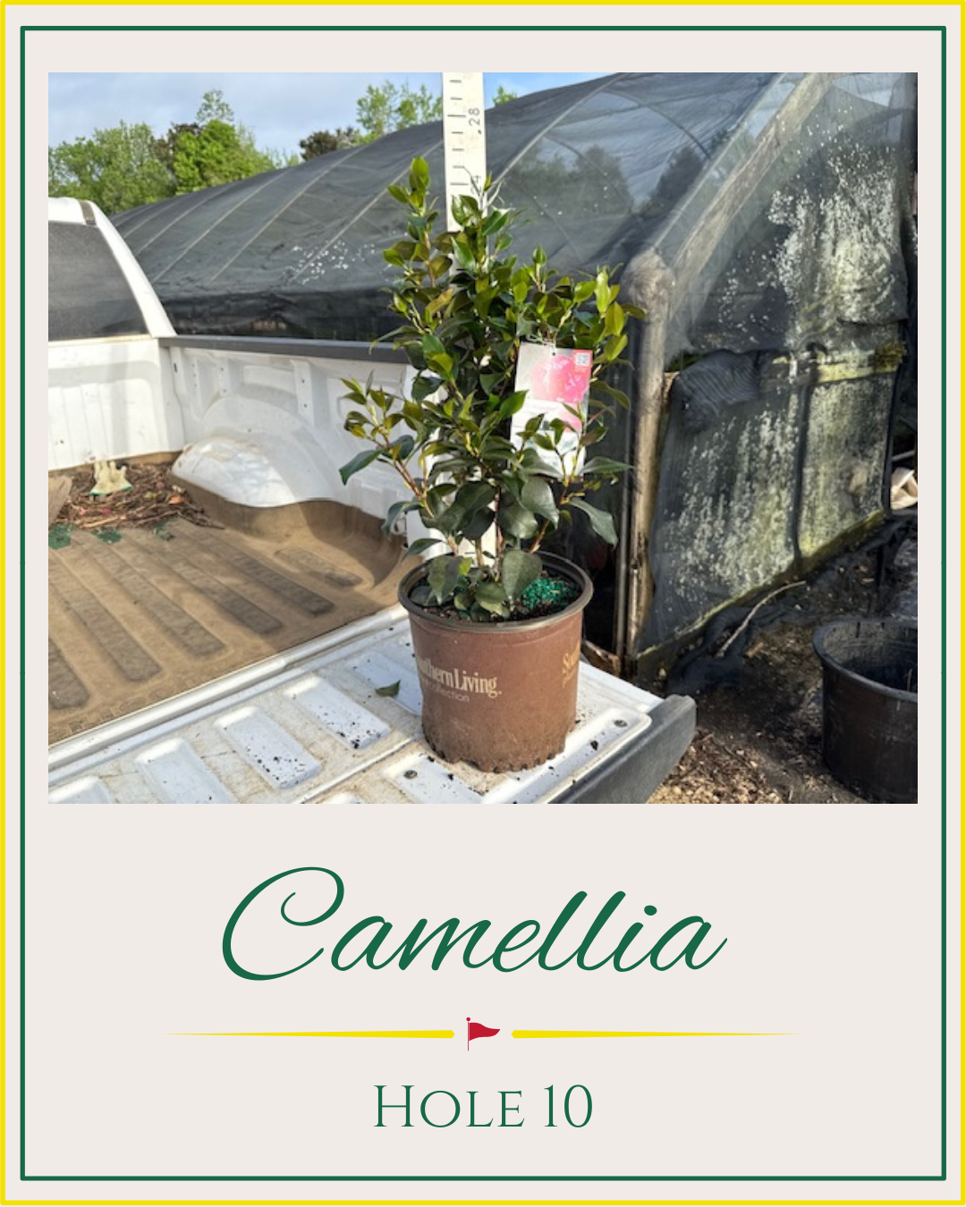 Hackney Nursery - Augusta National Plants