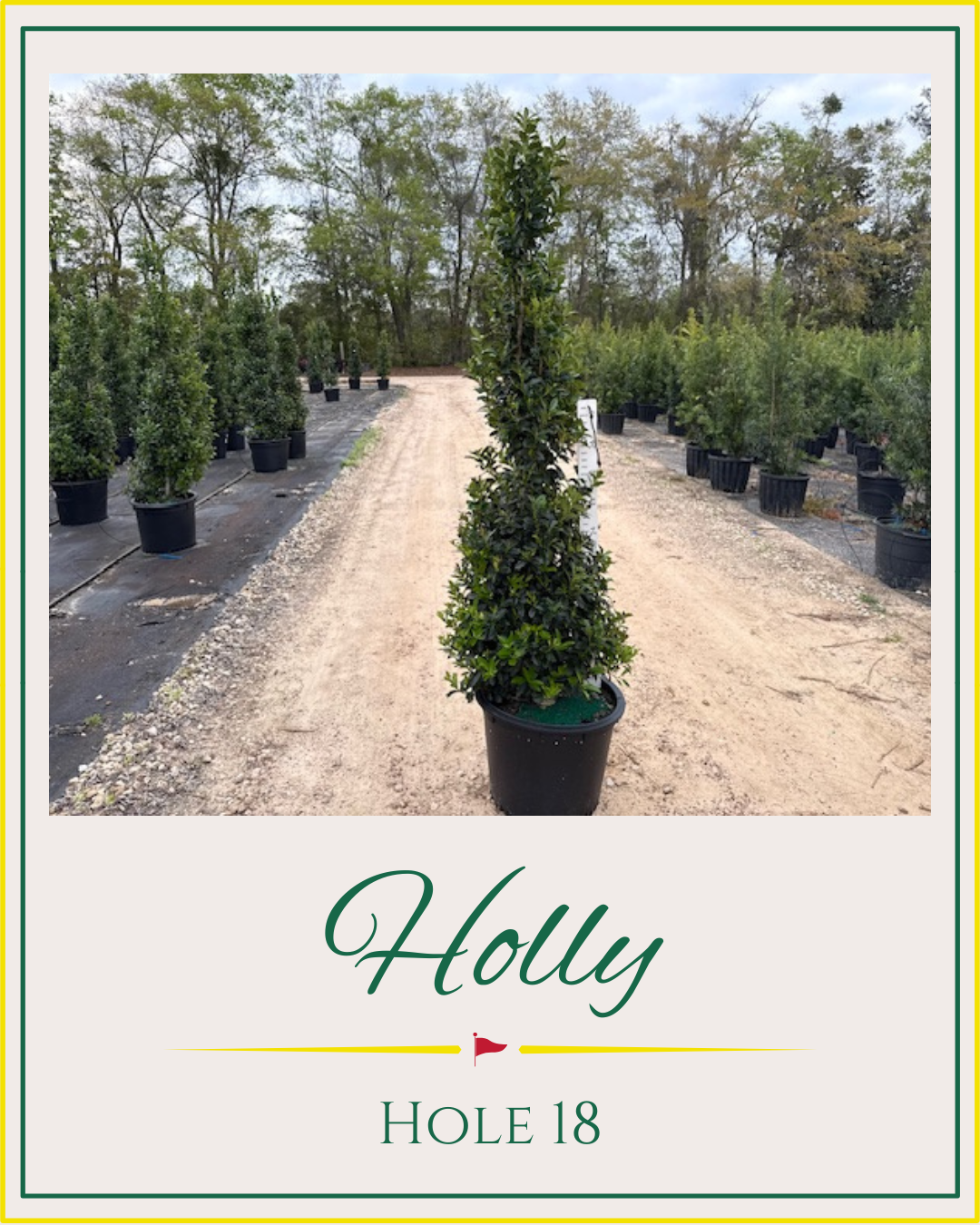 Hackney Nursery - Augusta National Plants
